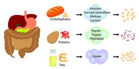 Enzymes breaking down food into nutrients. Digestive systems work vector illustrative infographics - obrazy, fototapety, plakaty