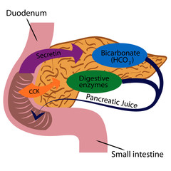 Pancreatic function in a human body vector illustration infographics 