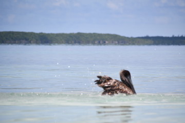 Fototapeta premium pelican bathing on the beach