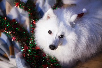 Fototapeta na wymiar White Japanese Pomeranian in christmas hat