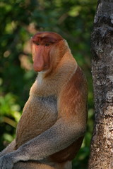 Malaysia. The long-nosed monkey or kahau — a species of primates from the subfamily of thin-bodied monkeys in the family of monkeys. Distributed exclusively on the island of Borneo