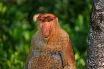 Malaysia. The long-nosed monkey or kahau — a species of primates from the subfamily of thin-bodied monkeys in the family of monkeys. Distributed exclusively on the island of Borneo