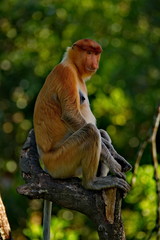 Malaysia. The long-nosed monkey or kahau — a species of primates from the subfamily of thin-bodied monkeys in the family of monkeys. Distributed exclusively on the island of Borneo