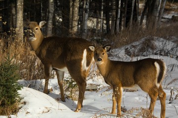 Cerf de virginie à l'état sauvage en fôret canadienne