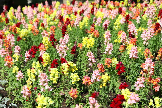 Charming fine snapdragon flowers on the blur background 