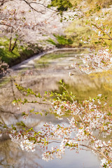 Obraz na płótnie Canvas 掘りの水に浮かんだ散り桜と葉桜のリフレクション