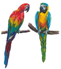 Naklejka premium parrot hand drawn isolated on a white background. Stock illustration drawn by gouache 