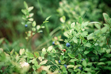 Wild blueberry bushes in a green forest. Harvesting blueberries.