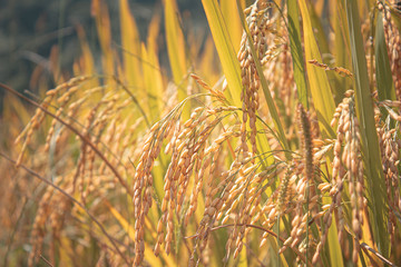 Close up of rice, ready to be harvested