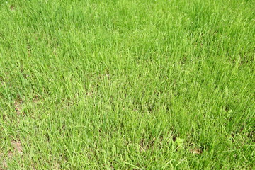 real green grass background 