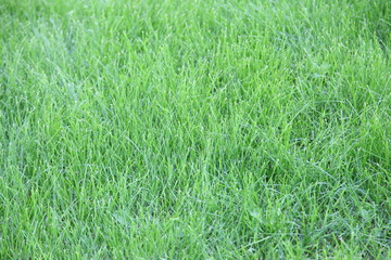 real green grass background 