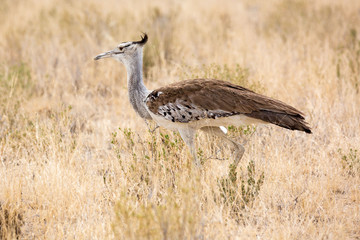 Close up of a Kori bustard walking through the savannah, Namibia