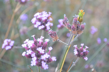 Natural Beautiful Flower in Garden
