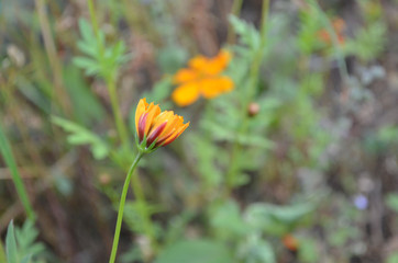 Natural Beautiful Flower in Garden
