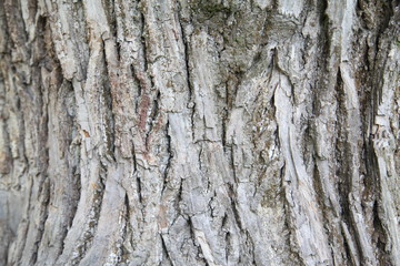 Tree bark texture 