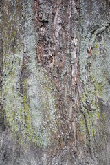 Tree bark texture 