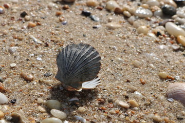 Scallop seashells and pebbles on a sandy coastal shoreline beach