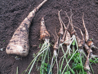 Wurzelpetersilie im Hochbeet