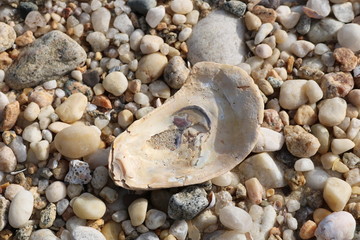 Scallop seashells and pebbles on a sandy coastal shoreline beach