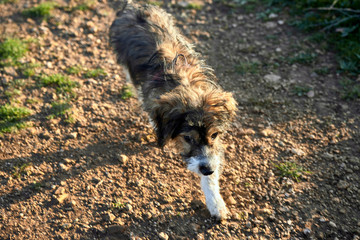Dog