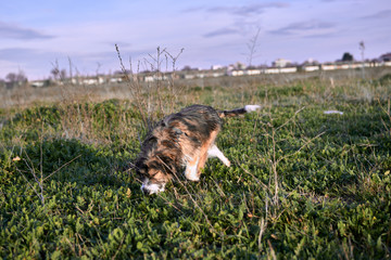 Dog