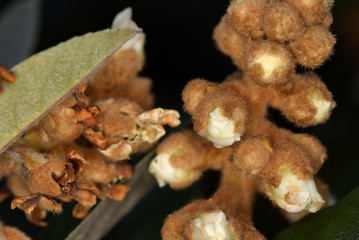Flowers and buds of Japanese Loquat, Eriobotrya japonica