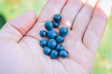 handful of blueberries