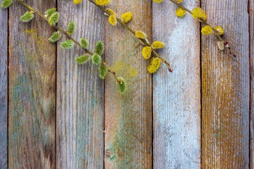 spring background of flowering willow and dogwood branches on an old wooden background with a copy space