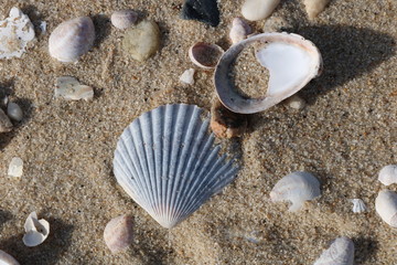 Scallop seashells and pebbles on a sandy coastal shoreline beach