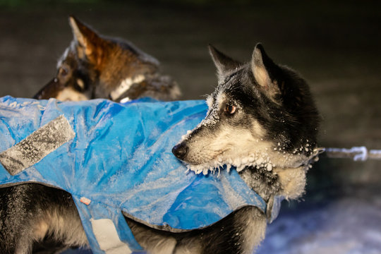 Finnmark, Norway - March 11, 2019: Finnmarkslopet Dog Sled Multi-day Race. A Dog From A Team Of Sled Dogs After The Finish At The Competition Stage. Night Shooting, Noise.