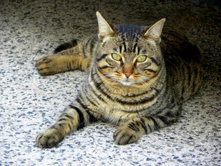 tabby cat with green eyes