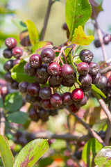 Chokeberry grows on a Bush in late summer