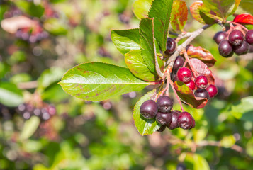 Chokeberry grows on a Bush in late summer