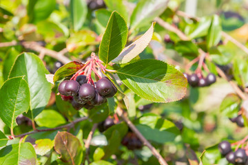 Chokeberry grows on a Bush in late summer
