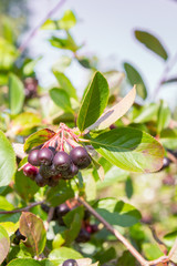 Chokeberry grows on a Bush in late summer