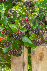 Chokeberry grows on a Bush in late summer