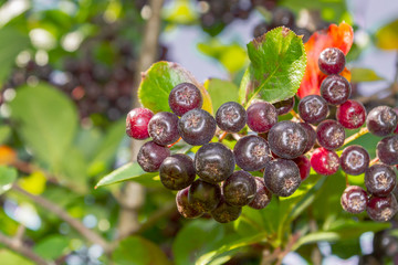 Chokeberry grows on a Bush in late summer