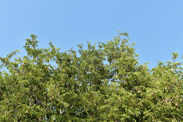Fototapeta na wymiar green tree and blue sky