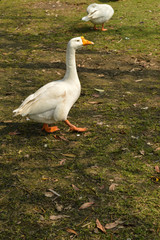 A white color duck walking,roaming around at garden, lawn at winter foggy morning.