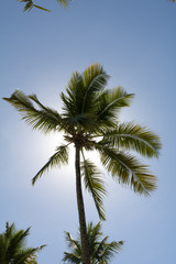 Obraz na płótnie Canvas Landscape view of coconut palms and beautiful blue sky in Bahia beach, Brazil.