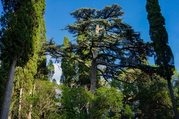 Large cedar tree Cedrus libani or Lebanese cedar on edge of huge meadow in Massandra Park in Crimea. Close-up. Nature concept for design.