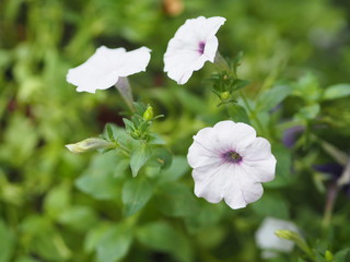 white wave silver color Petunia Hybrida, Solanaceae, name flower bouquet beautiful on blurred of nature