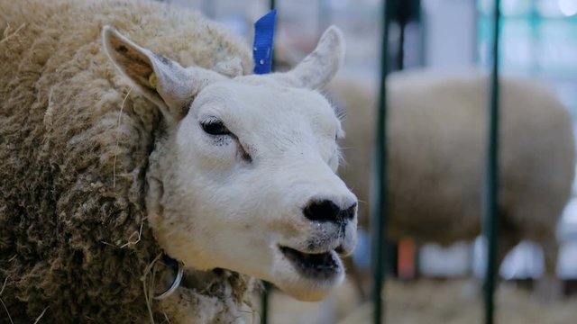 Portrait of funny cute texel sheep eating hay at agricultural animal exhibition, small cattle trade show. Farming, feeding, agriculture industry, livestock and animal husbandry concept