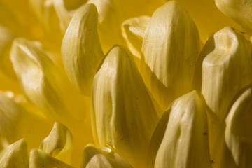 Fototapeta na wymiar The yellow petals of chrysanthemum