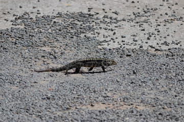 Lagarto