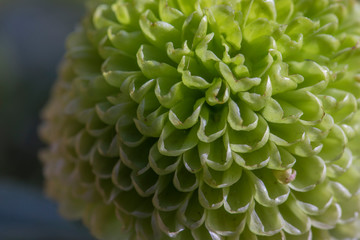 The green  ball of chrysanthemum