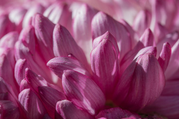 The purple petals of chrysanthemum