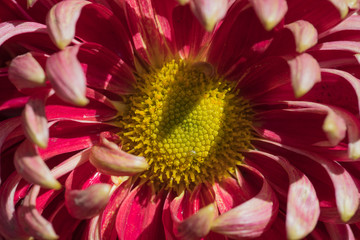 The yellow core and red peals of chrysanthemum