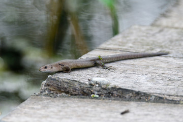Waldeidechse beim Sonnenbad