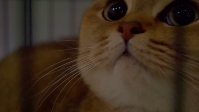 Closeup of a cat looking through the bars of a cage